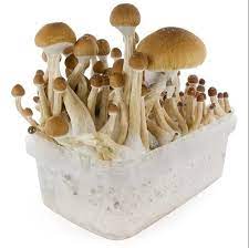 Magic Mushroom Grow Kits Australia
