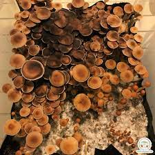 Purple Mystics Cubensis Magic Mushrooms Spores